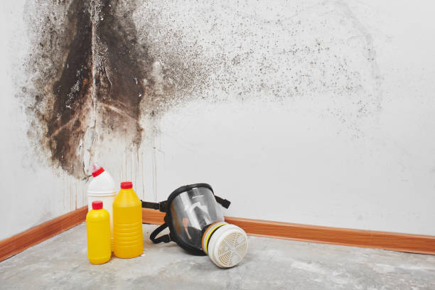 Best Same-Day Mold Removal  in Brogden, NC