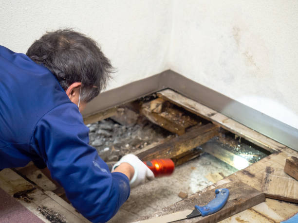Mold Removal and Inspection in Brogden, NC