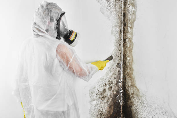 Reliable Brogden, NC Mold Removal Solutions