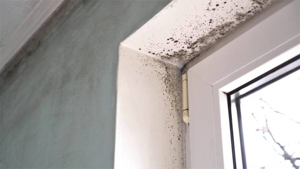 Best Mold Cleaning Services  in Brogden, NC
