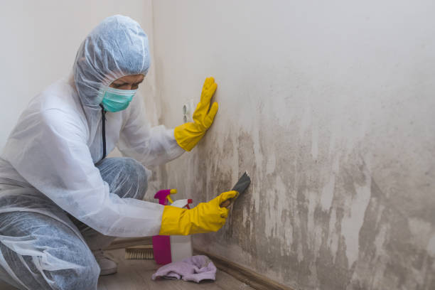 Best Toxic Mold Removal  in Brogden, NC