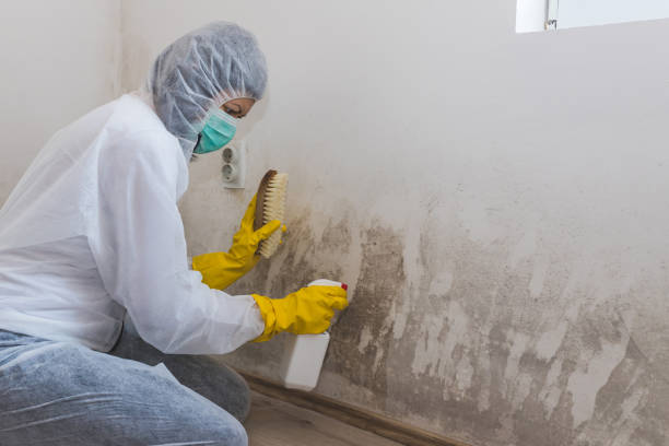 Best Mold Remediation  in Brogden, NC