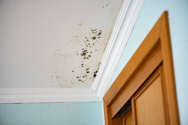 Best Affordable Mold Removal  in Brogden, NC