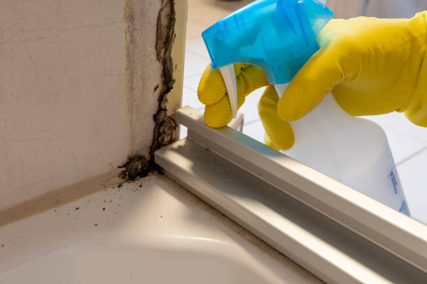 Attic Mold Removal in Brogden, NC