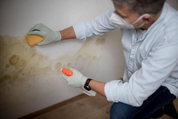 Best Mold Damage Repair  in Brogden, NC