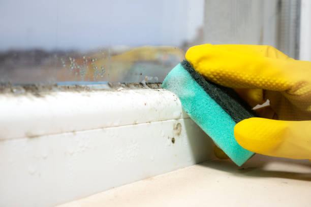 Best Attic Mold Removal  in Brogden, NC