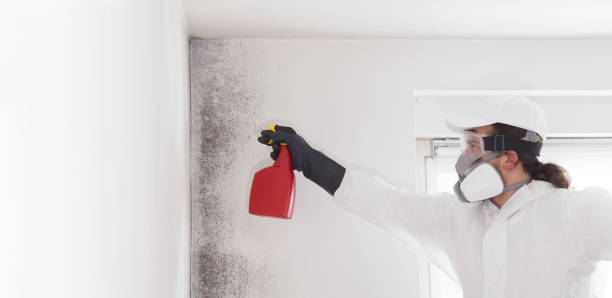 Best Mold Remediation  in Brogden, NC