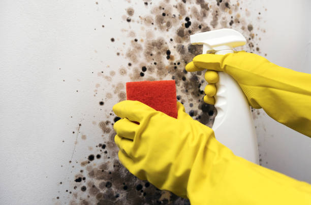 Best Home Mold Removal  in Brogden, NC