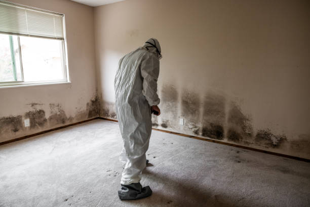 Best Local Mold Removal Service  in Brogden, NC