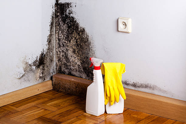 Office Mold Removal Services in Brogden, NC