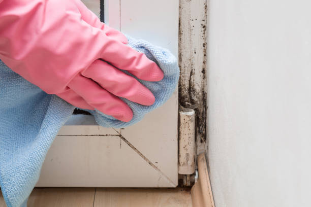 Mold Testing and Removal in Brogden, NC
