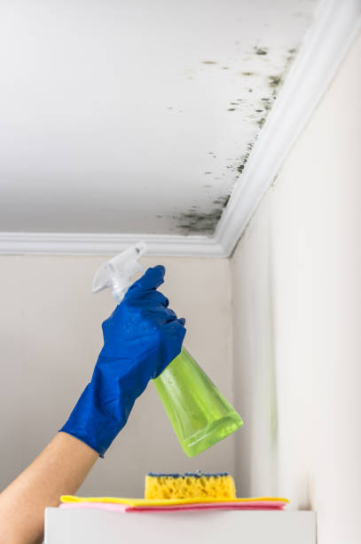 Best Fast Mold Removal  in Brogden, NC